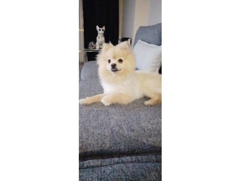 Asil oğlumu veriyorum pomeranian boo