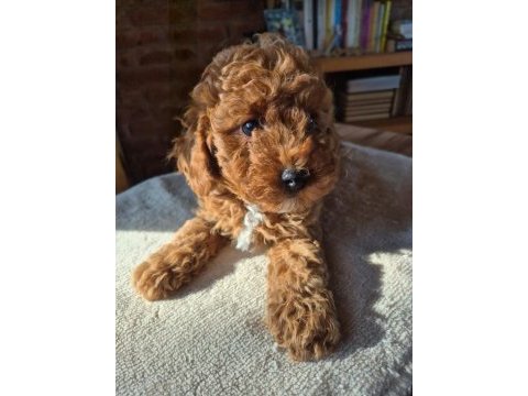2 aylık safkan toy poodle bebeğimiz
