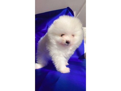 Dişi pomeranian boo