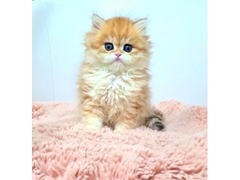 Nadir tür british longhair golden dişi yavrularım
