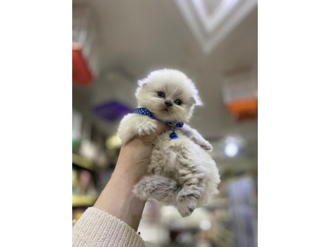 Üst kalite scottish fold bebeklerimiz