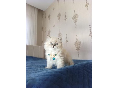 Ponçik british longhair paticik