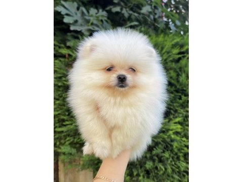 Ayı surat garantili teacup pomeranian boo bebeklerimiz