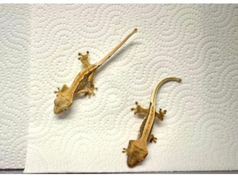 Crested gecko yavrular