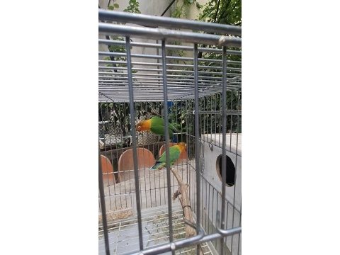 Cennet papağanı takım klasik 1 yaş