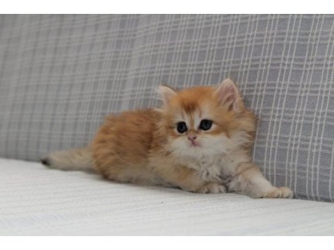Ny12 şecereli british longhair
