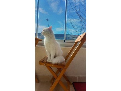 Safkan angora kızımız yeni yuvasını arıyor