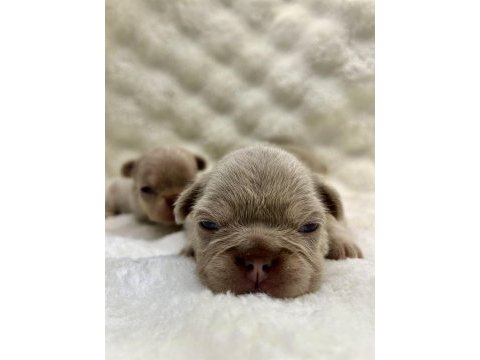 Üst kalite egzotik french bulldog yavrular