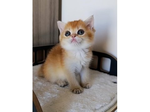 Çikolata golden dişi yavru british shorthair