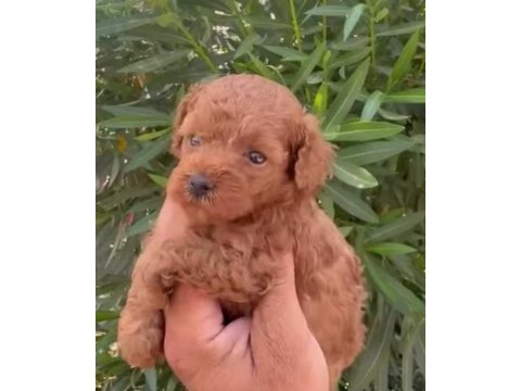 Dunya tatlısı poodle minikler