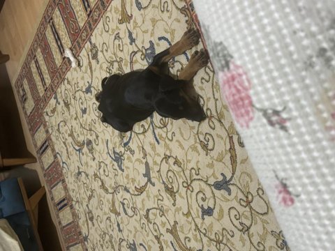 2 aylık doberman