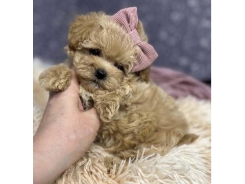 Aşılı ve sağlıklı maltipoo mini yavrular