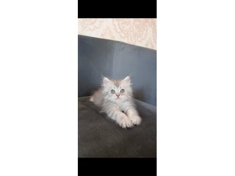 Minnoş kedilerim