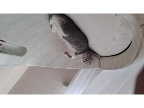 Alerji nedeniyle kedimiz