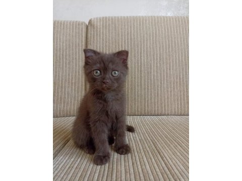 Scottish fold kedimin yavruları