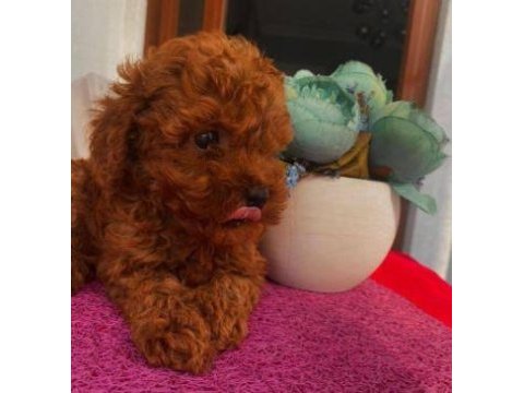 Elit patiler farkıyla toy poodle yavrular