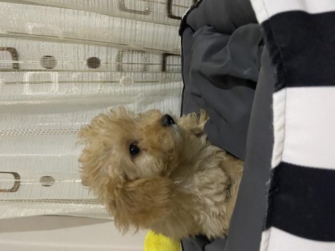 3 aylık poodle yeni yuva arıyor
