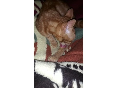 Ayaş çevresi kedi sahiplenmek isteyenler ulaşabilir