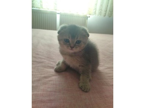 Scottish fold safkan