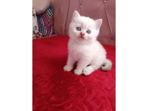 Safkan british shorthair yavrularımız