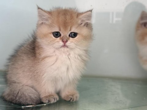 Show kalite golden british shorthair ve longhair yavrular