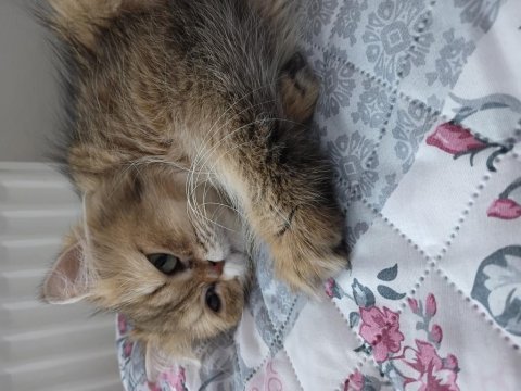 Güzeller güzeli british longhair kızım karamel