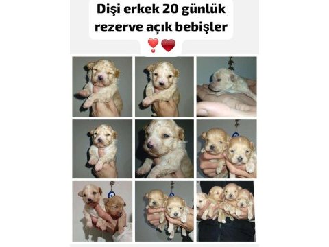 Dişi ve erkek 20 günlük rezerve açık bebiş maltipoo köpekler