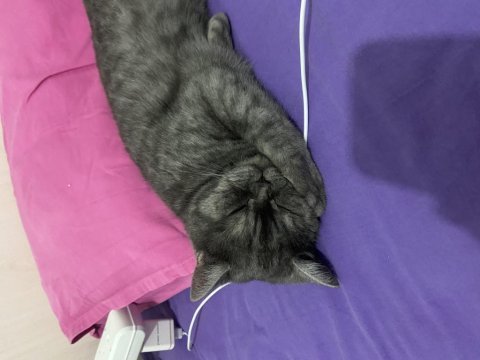 British shorthair dişi kedimiz