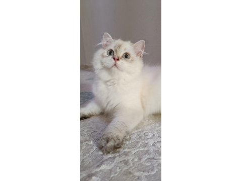 Full şecereli 4 aylık british longhair