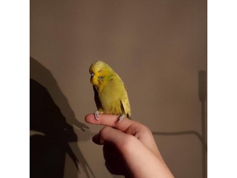 Show jumbo muhabbet kuşu erkek