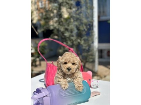 Mini maltipoo yavrularımız