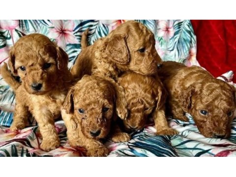 Toy poodle ırk garantili yavrular