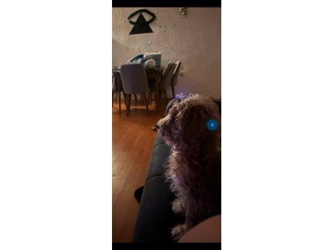5 aylık erkek maltipoo