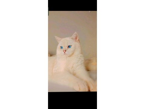 British shorthair silver ns1133
