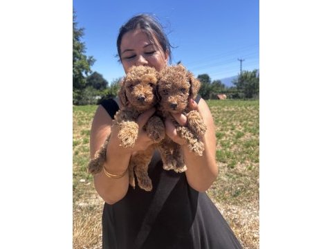 Red sağlık ve ırk garantili toy poodle yavrularım