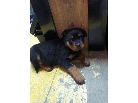 Orjinal saf rottweiler yavrusu son 1 adet kaldı