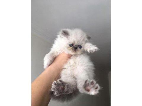 Exotic shorthair bebeklerimiz