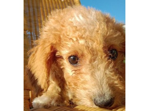 Maltipoo 3 aylık minnak yavru