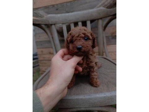 Toy poodle