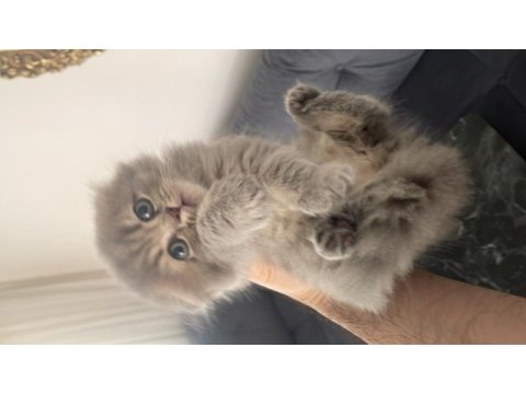 Tombiş kediler artık hazır