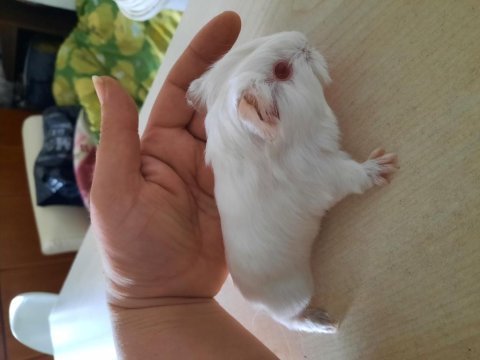 Beyaz sheltie ginepig yavrularımız