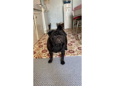 Ücretsiz sahiplendirme pug köpeği