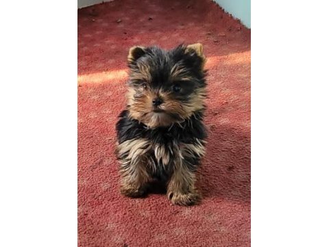 Yorkshire terrier yavrularımız