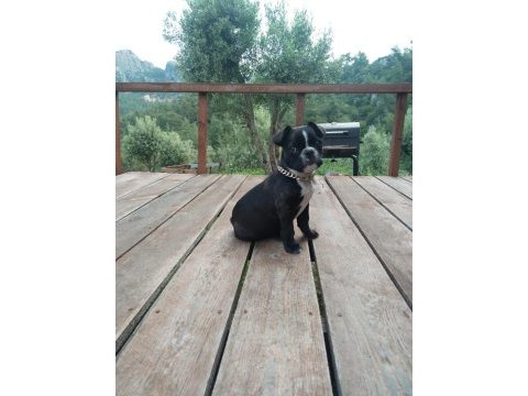 Dişi eğitimli 60 günlük french bulldog efsane ırk!
