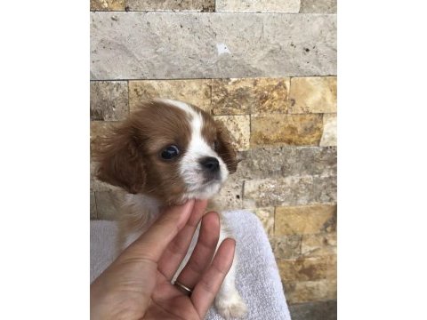 Üst düzey kaliteli cavalier king charles bebekler