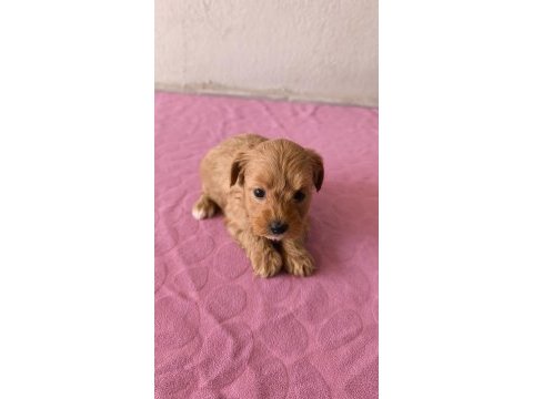 Maltipoo bebek köpeklerimiz
