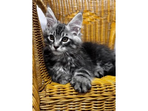 Maine coon dev yavru kediler uygun a veriyorum