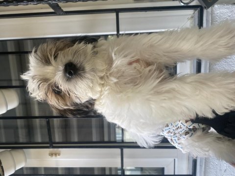 0 saf morkie