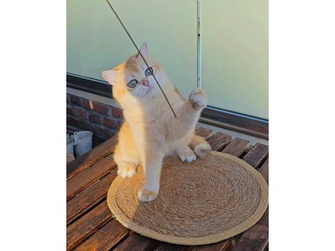 British shorthair golden dişi ny12 14 aylık full şecereli