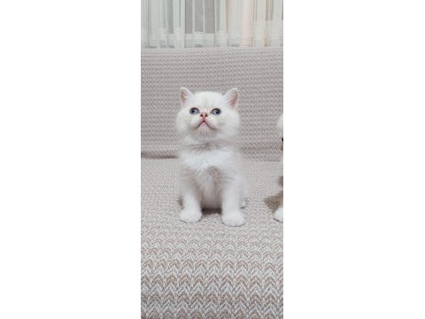 British longhair ve shorthair